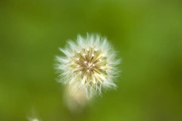 Dandelion makro shot — Stock Photo, Image