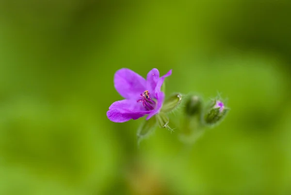 Détail de fleur sauvage pourpre makro shot — Photo