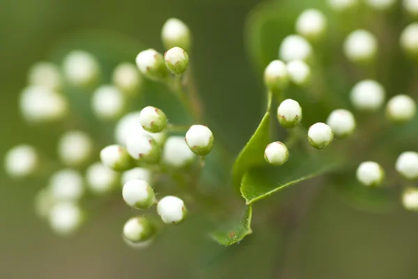 Detail of white flowers makro shot — Stock Photo, Image