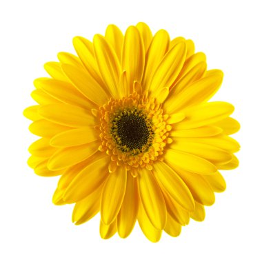 izole sarı papatya çiçeği
