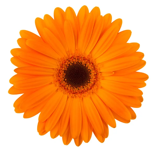 오렌지 데이지 꽃 흰색 절연 — 스톡 사진