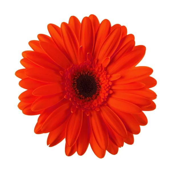 Izole kırmızı papatya çiçeği — Stok fotoğraf