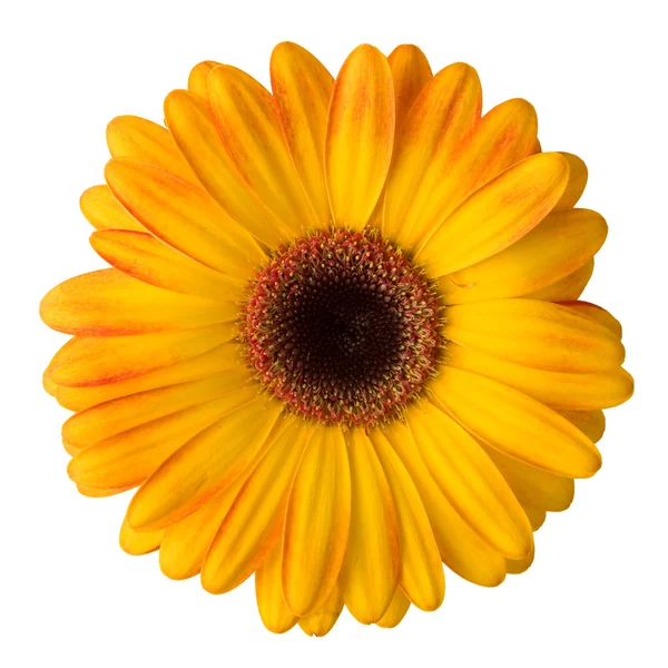 Жовта ромашкова квітка ізольована на білому — стокове фото