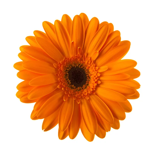 Yalıtılmış turuncu papatya çiçeği — Stok fotoğraf