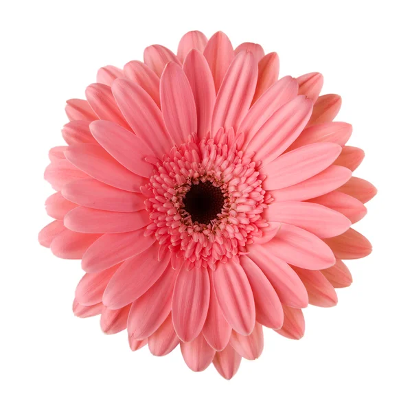 Flor de margarida rosa isolada em branco — Fotografia de Stock