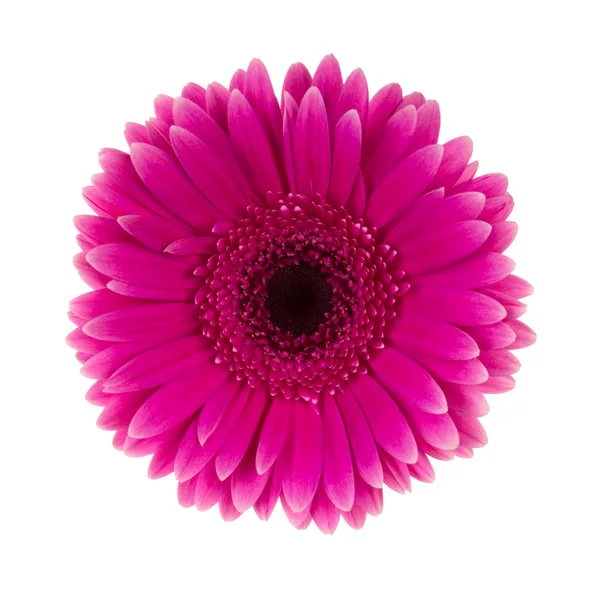 Рожева рожева квітка ізольована — стокове фото