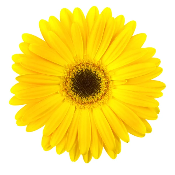 Κίτρινη μαργαρίτα λουλούδι που απομονώνονται σε λευκό — Φωτογραφία Αρχείου