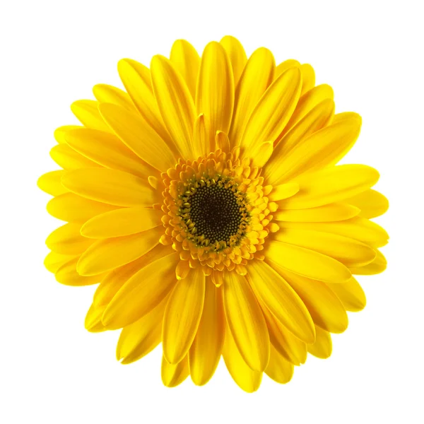 Stokrotka żółty kwiat na białym tle Obraz Stockowy