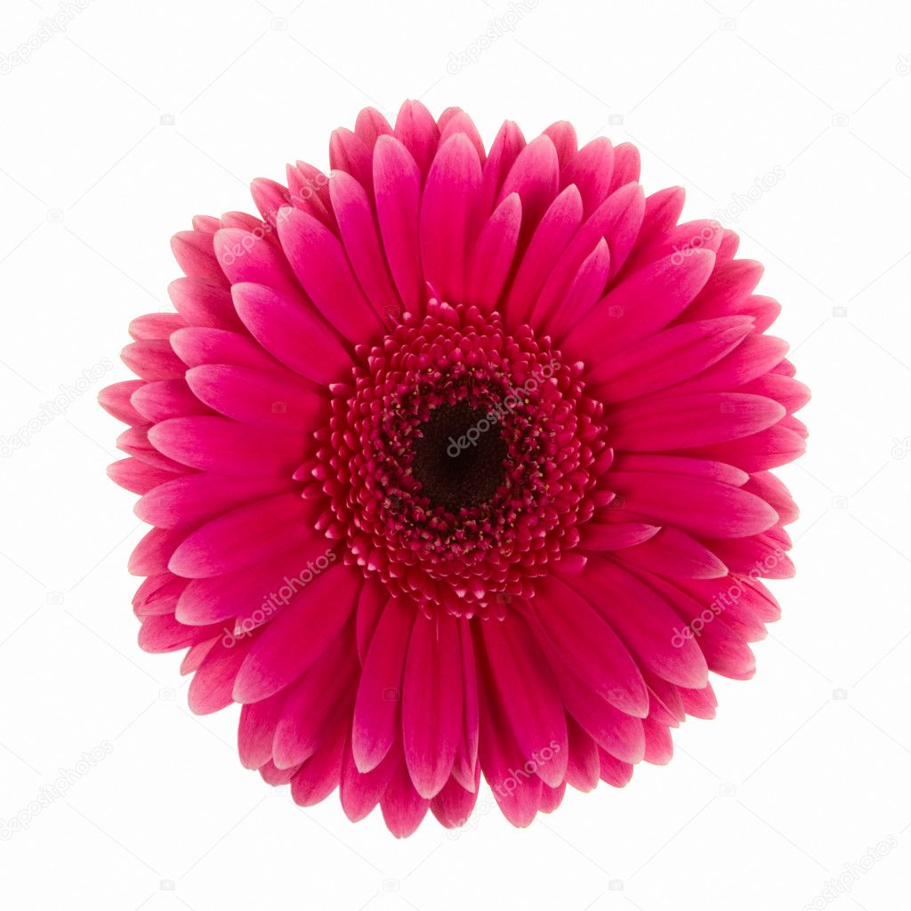 Violet daisy flower isolated