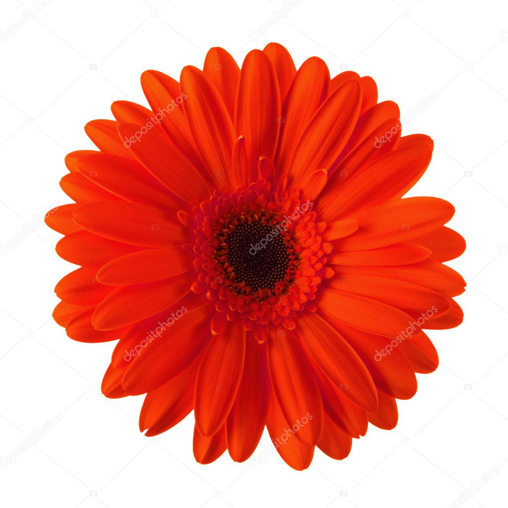 Red daisy flower isolated