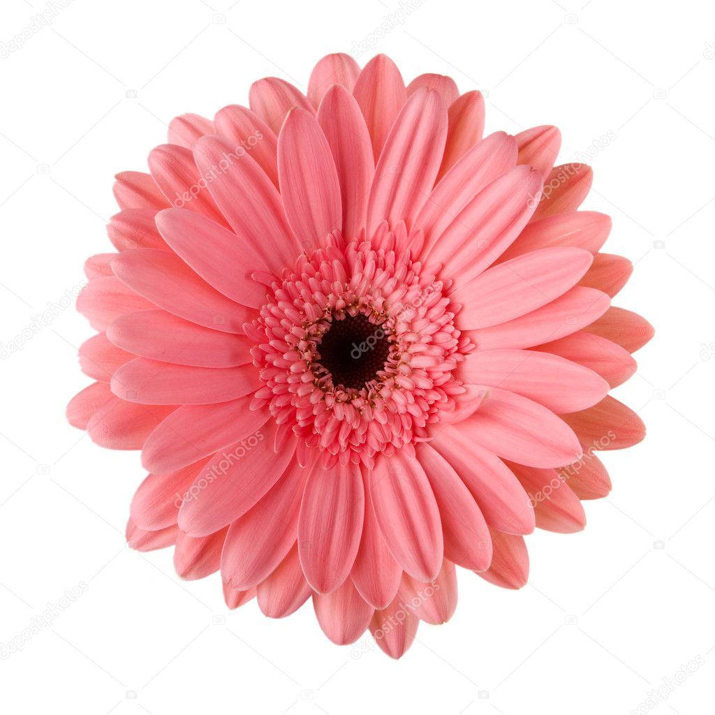 Pink daisy flower isolated on white