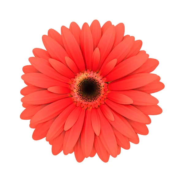 Червона ромашкова квітка ізольована на білому 3d рендерингу — стокове фото