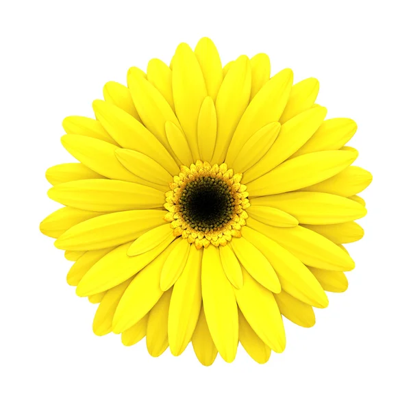 Amarelo flor margarida isolado no branco - renderização 3d — Fotografia de Stock