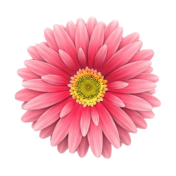 Flor rosa margarida isolado em branco - renderização 3d — Fotografia de Stock
