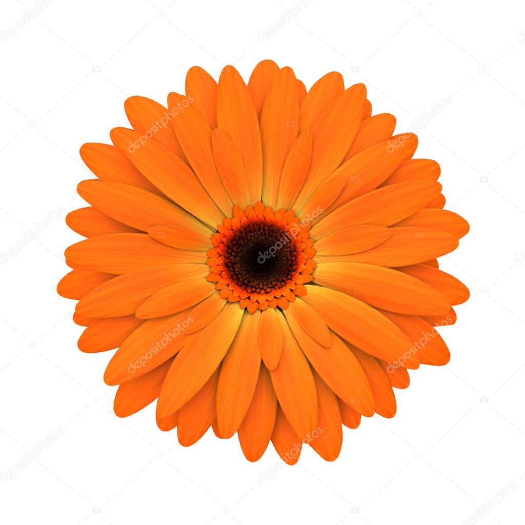 Orange daisy flower isolated on white - 3d render