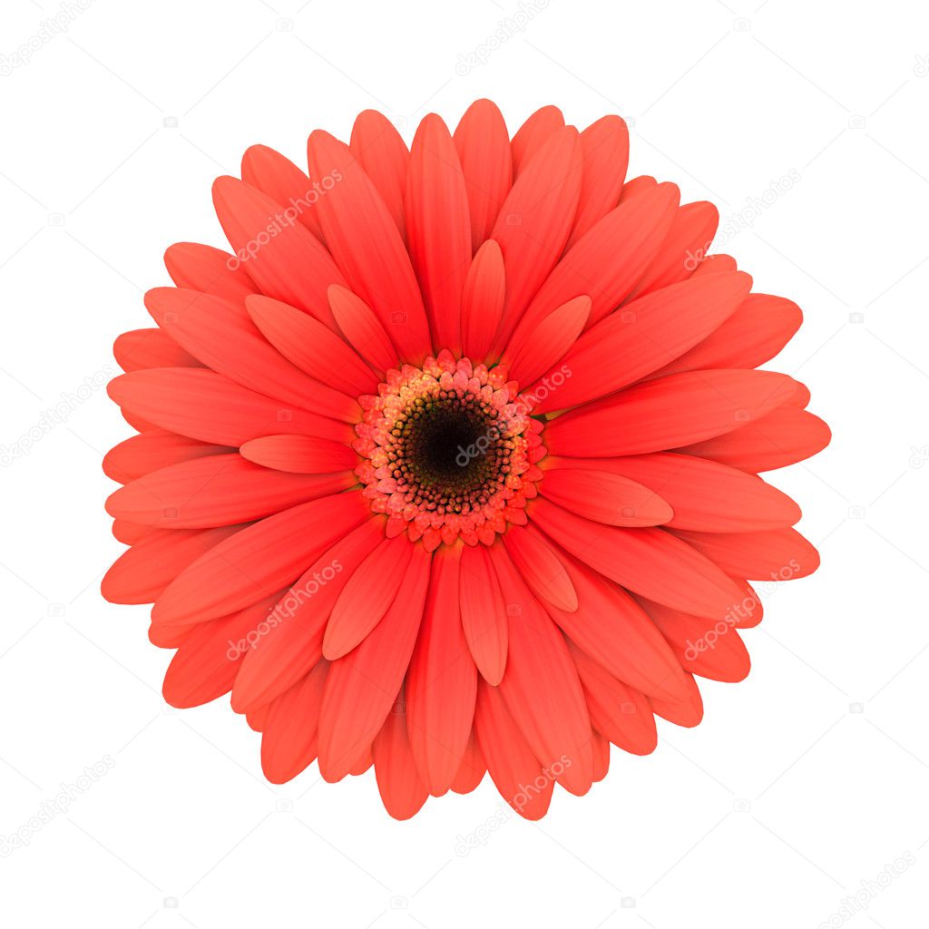 Red daisy flower isolated on white - 3d render