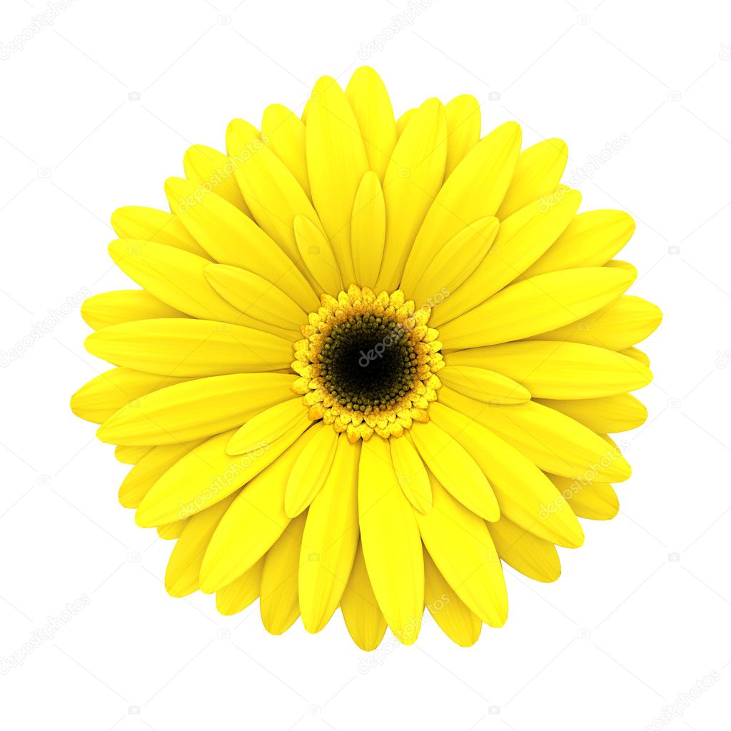 Yellow daisy flower isolated on white - 3d render