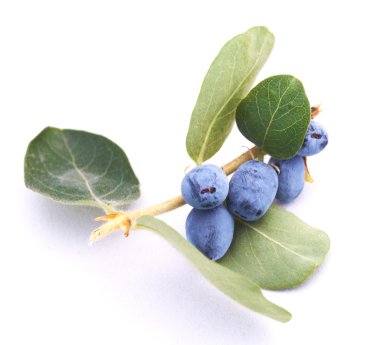 Woodbine (honeysuckle,lonicera) clipart