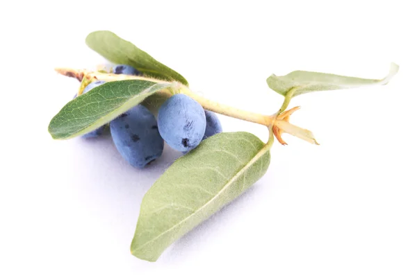 Woodbine (Hanımeli, lonicera)