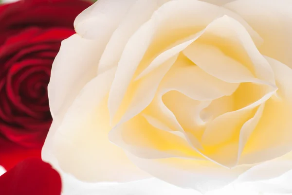Róża flowerhead — Zdjęcie stockowe