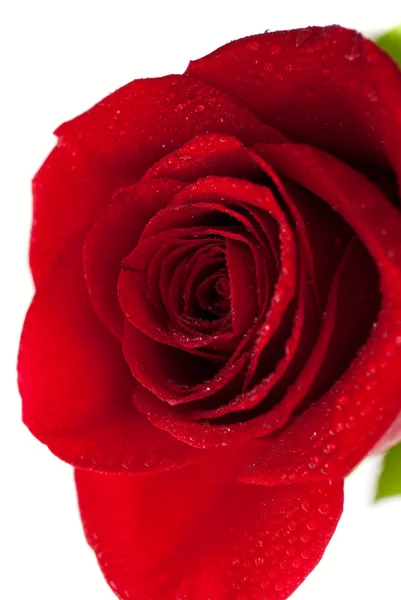 Rosa escarlata floreciente —  Fotos de Stock