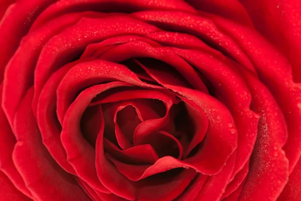 Scarlet rose texture — Stock Photo, Image