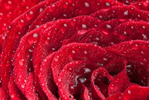 Szkarłatna róża zbliżenie — Zdjęcie stockowe