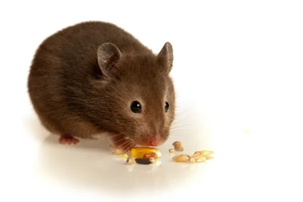 Mysz jedzenie w studio — Zdjęcie stockowe