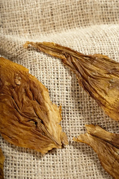 Macro de uma folha de tabaco — Fotografia de Stock