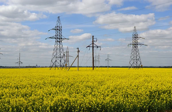 stock image Power line on a blossoming rape field.