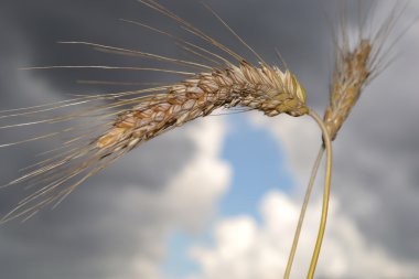 Zazhinki - the Belarusian holiday of the beginning of a harvest. clipart