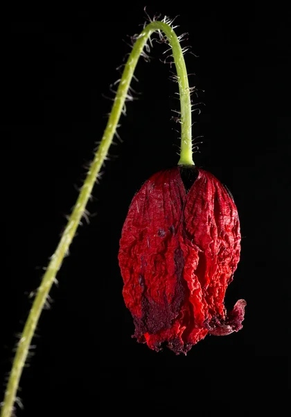 枯萎的罂粟 — 图库照片
