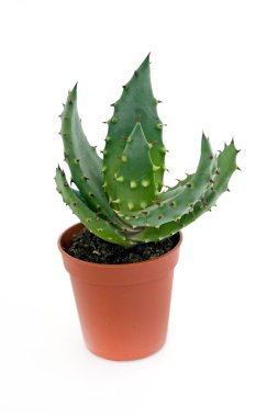 Bir tencerede aloe vera