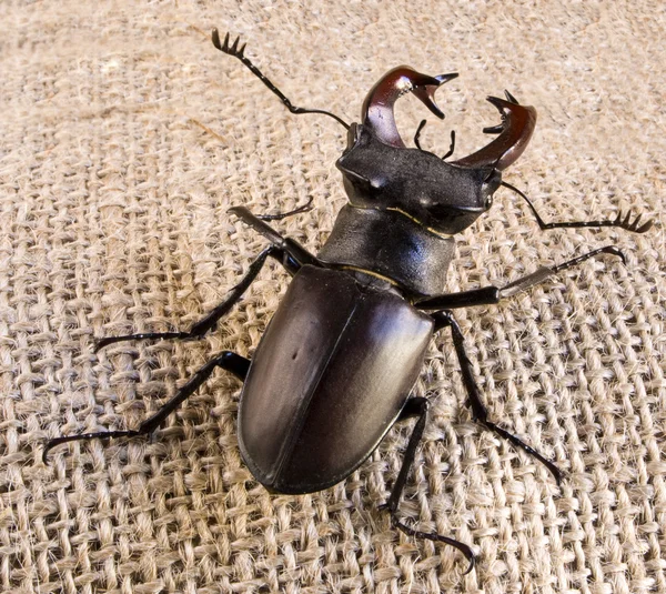 "Escarabajo ciervo "Lucanus cervus — Foto de Stock