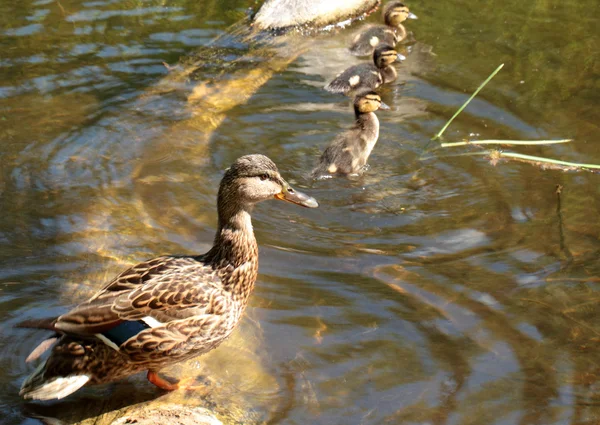Duck with ducklings — Stock Photo, Image