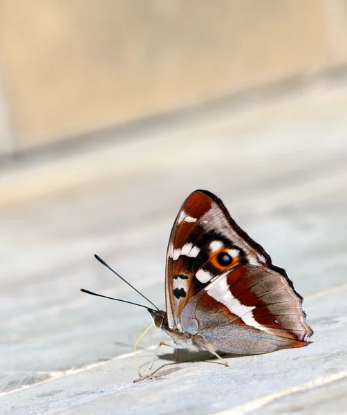 Charaxes tiridates vlinder — Stockfoto