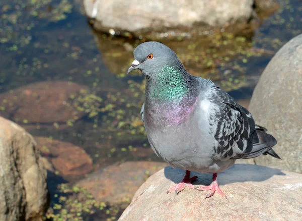바위 비둘기 — 스톡 사진