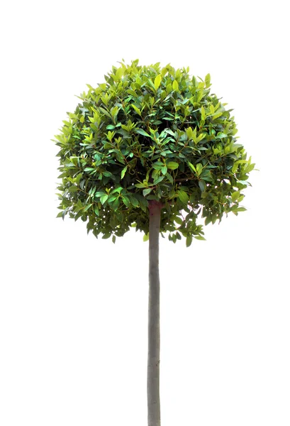 Bay tree — Stock Photo, Image