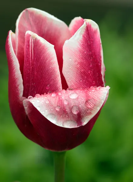 Червоний тюльпан з краплями води — стокове фото