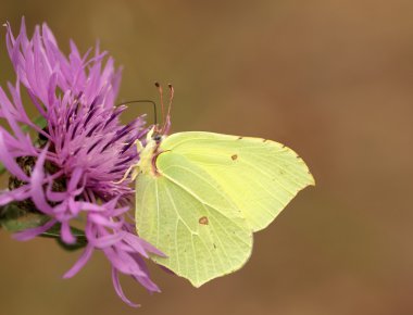 Brimstone kelebek