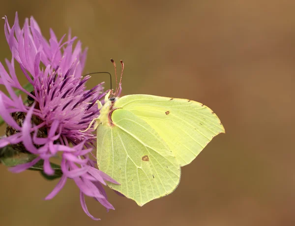 Zwavel vlinder — Stockfoto