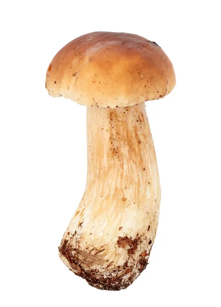 버섯: boletus 새싹 — 스톡 사진