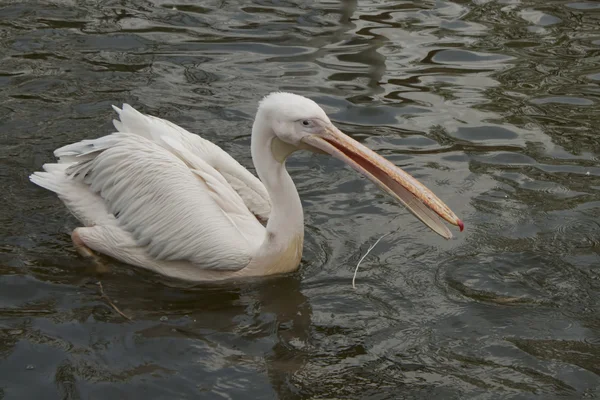 Молодой пеликан плавает — стоковое фото