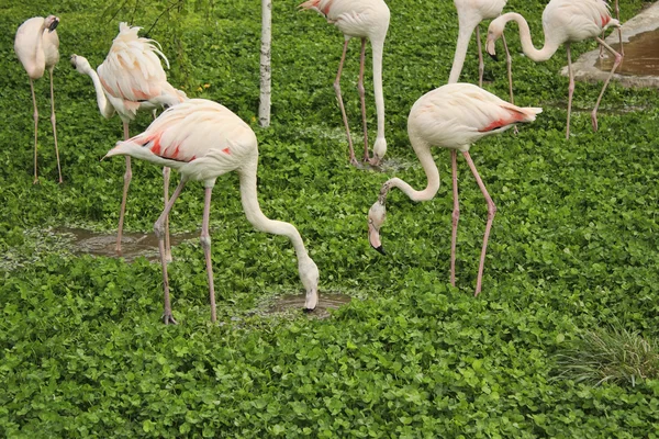 Flock av vit-rosa flamingos — Φωτογραφία Αρχείου