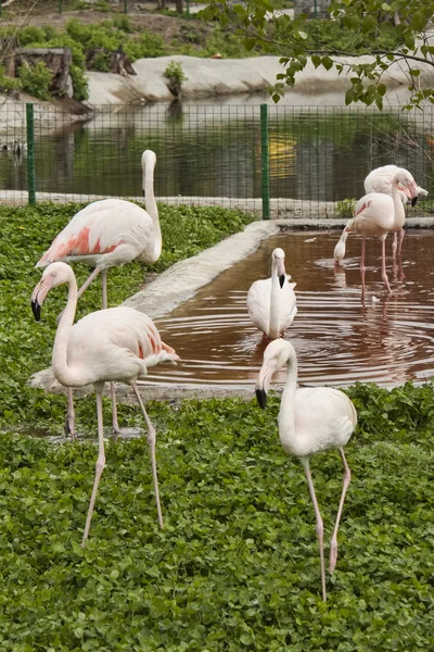 Flock rosa flamingos — Stockfoto