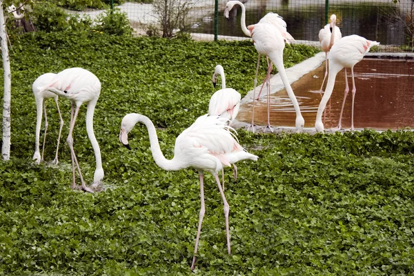 Flock av vit-rosa flamingos — Stockfoto