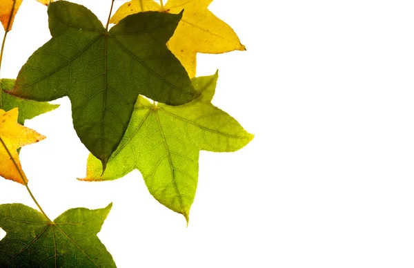 Blätter, isoliert — Stockfoto