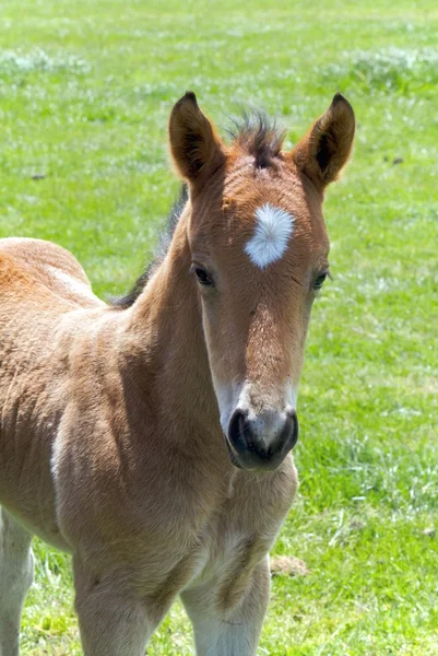 馬の子馬 — ストック写真