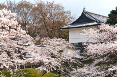 Tokyo emperor's palace with cherry blossom clipart
