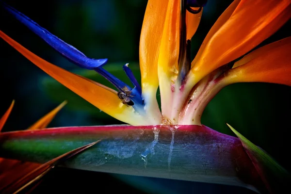 Bird of Paradise, Flower — Stock Photo, Image